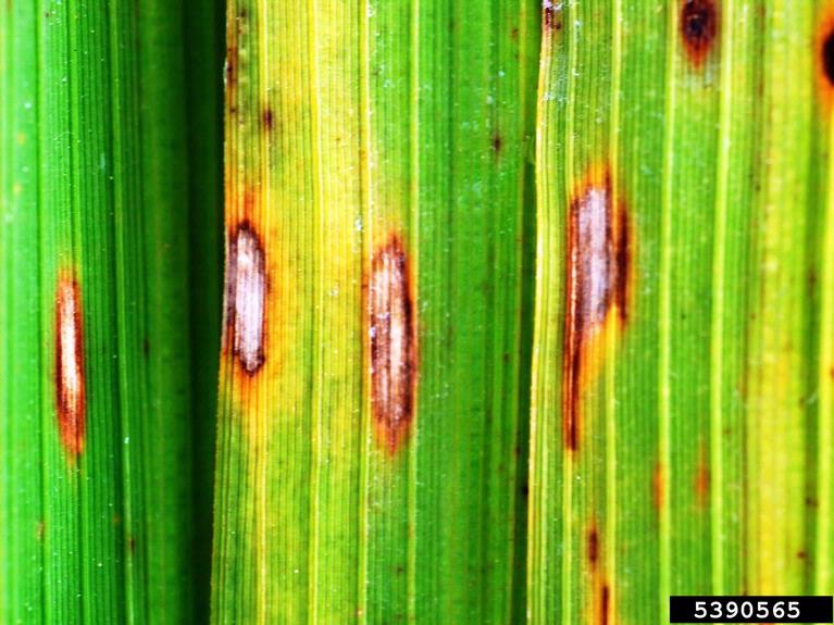 Rice leaf with disease symptoms being analyzed by Disoriza AI detection system